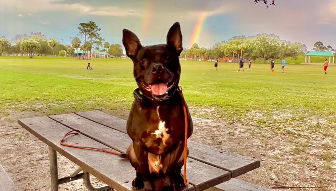 Enlarge Calvin, a Adopted mixed breed in Winter Park, FL image 6/6