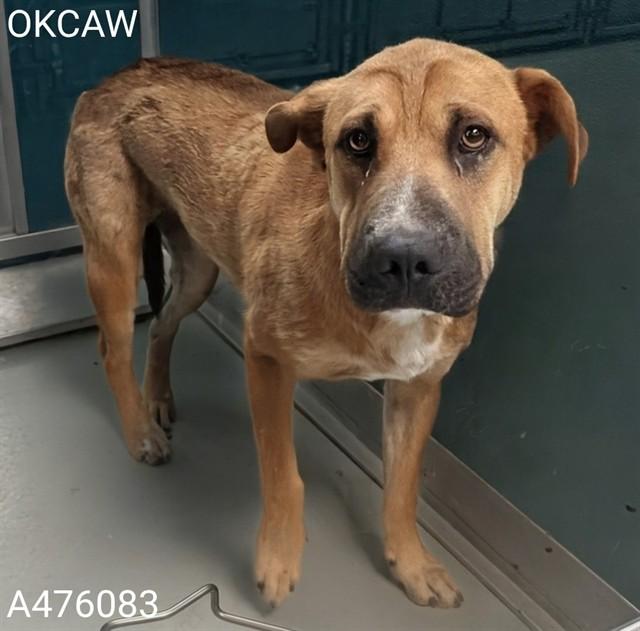 BEEZLEE, Adoptable, Young Female Shar-Pei & German Shepherd Dog.