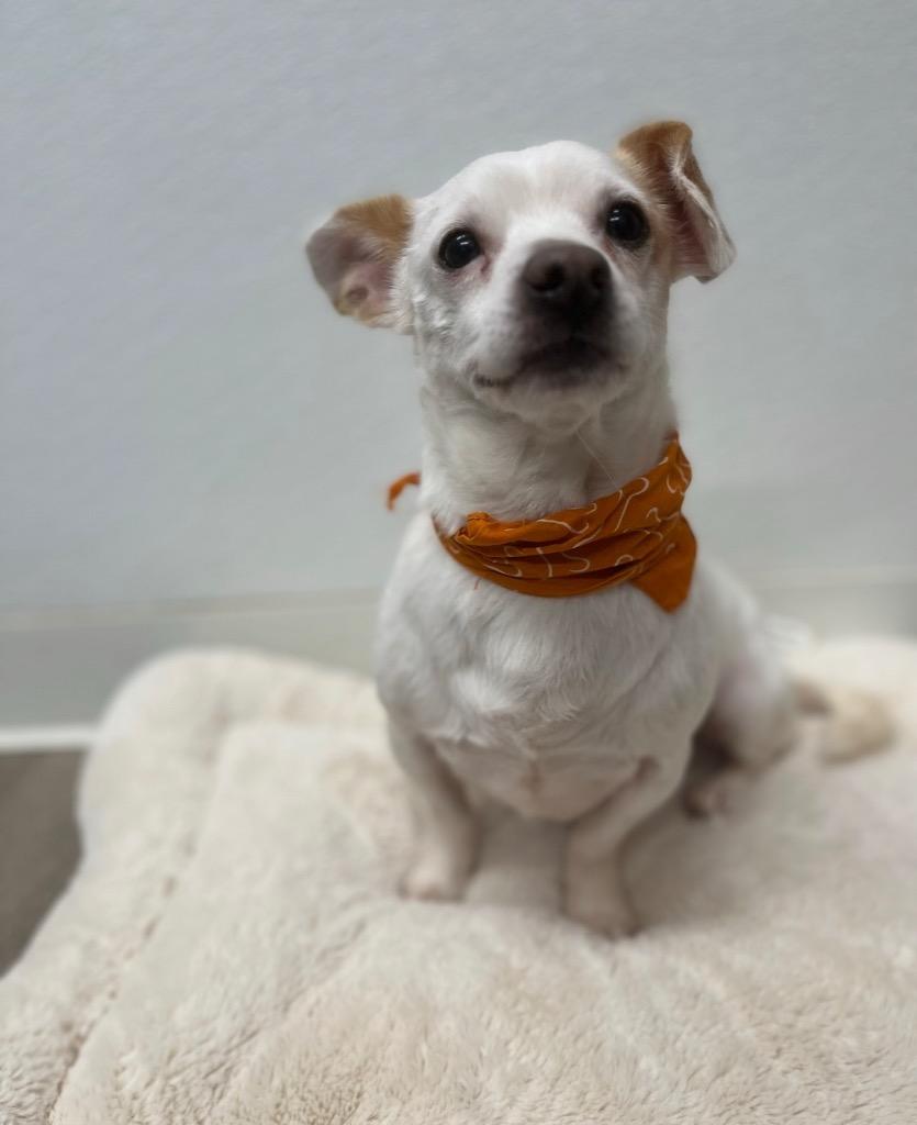 Doofas, Adoptable, Adult Male Mixed Breed.