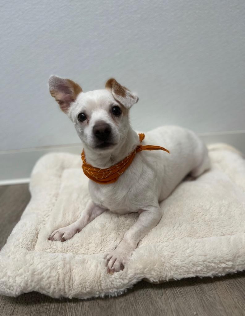 Doofas, a Adoptable mixed breed in Thousand Oaks, CA image 3/3