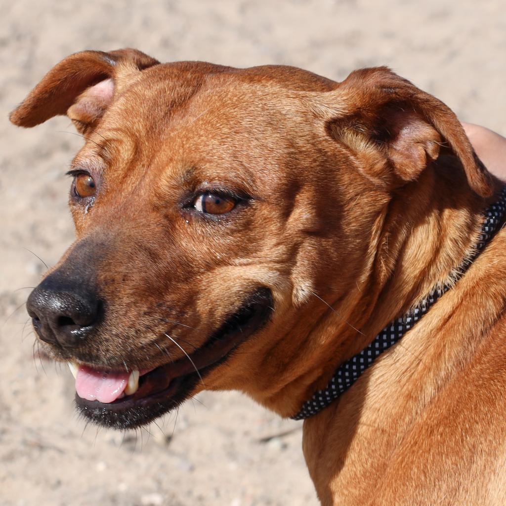 Enlarge Cinnamon - PAWS, a Adoptable Mixed Breed in Las Cruces, NM image 1/6