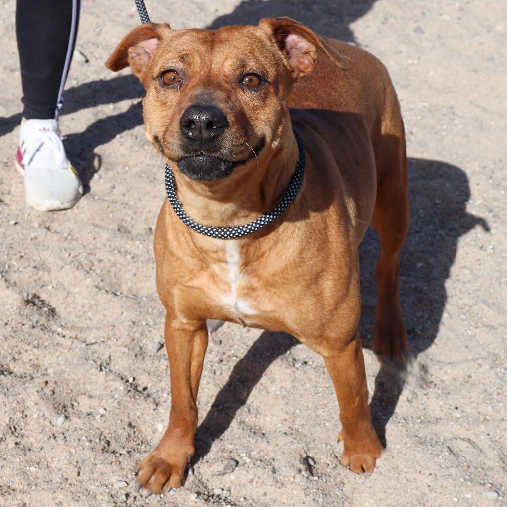 Enlarge Cinnamon - PAWS, a Adoptable Mixed Breed in Las Cruces, NM image 2/6