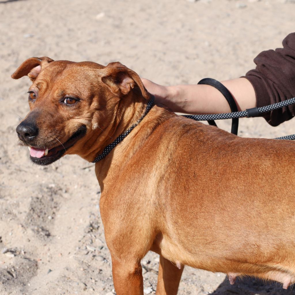 Enlarge Cinnamon - PAWS, a Adoptable Mixed Breed in Las Cruces, NM image 3/6
