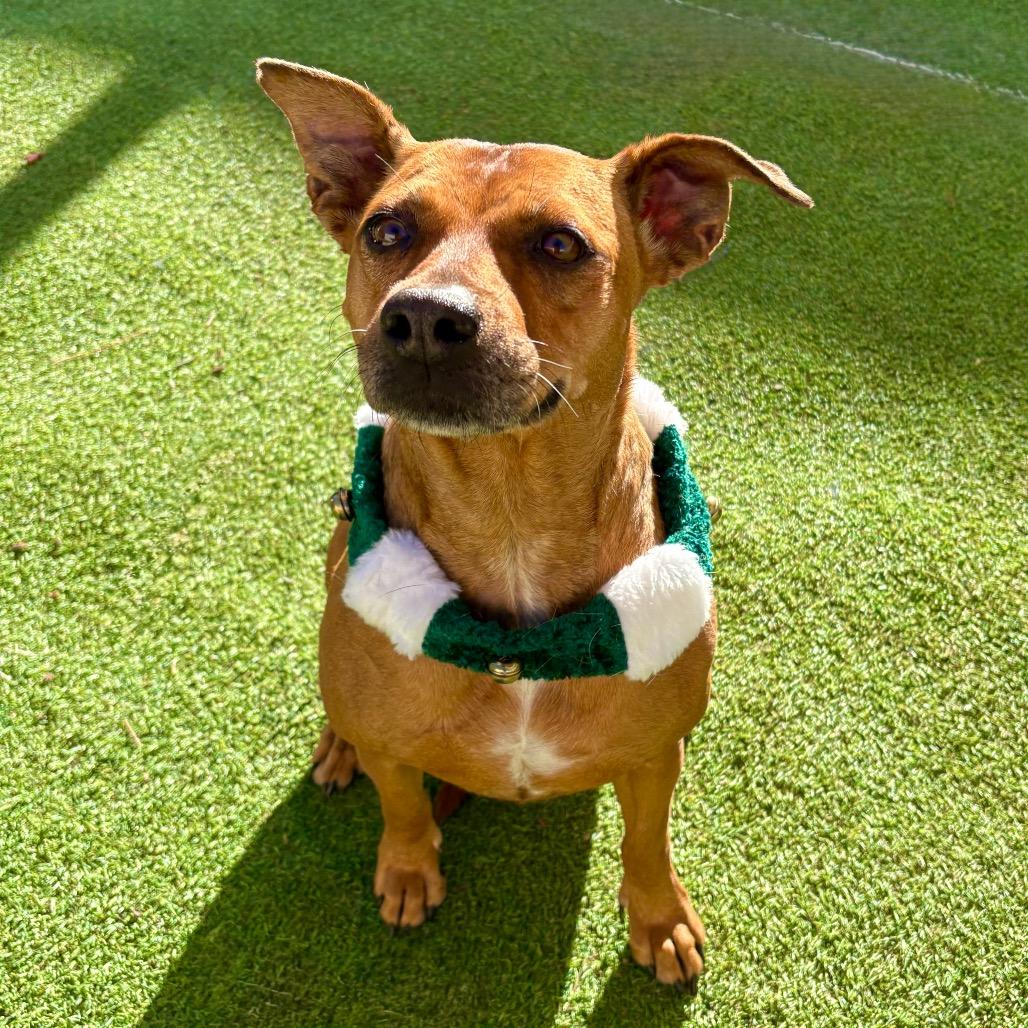 Enlarge Cinnamon - PAWS, a Adoptable Mixed Breed in Las Cruces, NM image 4/6