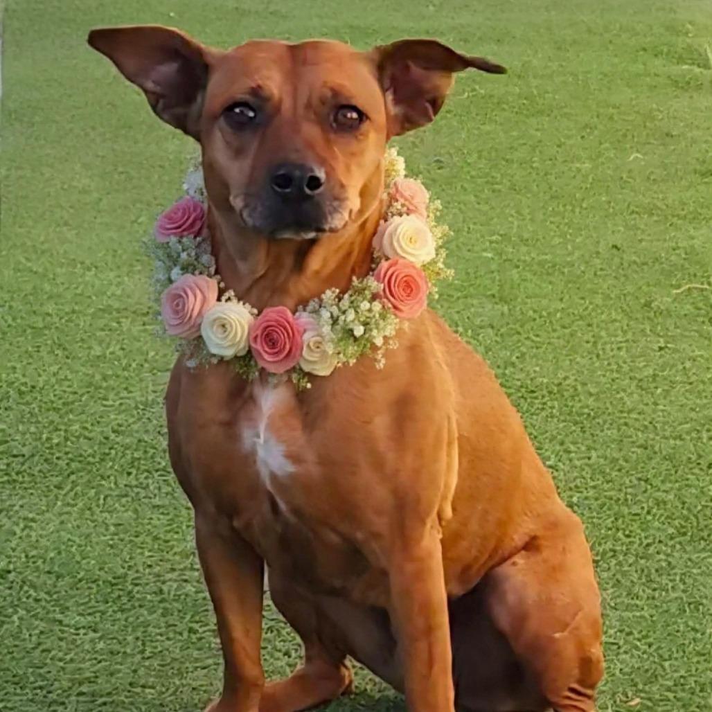 Enlarge Cinnamon - PAWS, a Adoptable Mixed Breed in Las Cruces, NM image 5/6