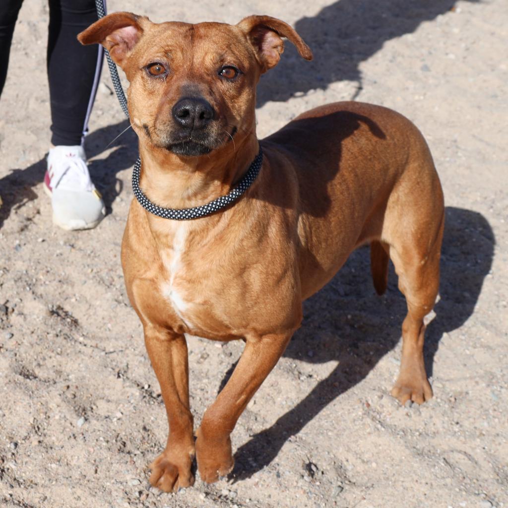 Enlarge Cinnamon - PAWS, a Adoptable Mixed Breed in Las Cruces, NM image 6/6