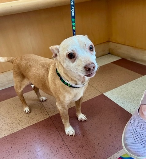 Tamales, Adopted, Senior Male Chihuahua.