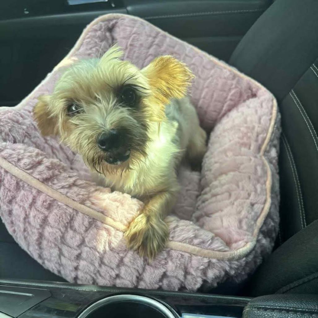 Enlarge Sasha, a Adoptable mixed breed in Joliet, IL image 1/1