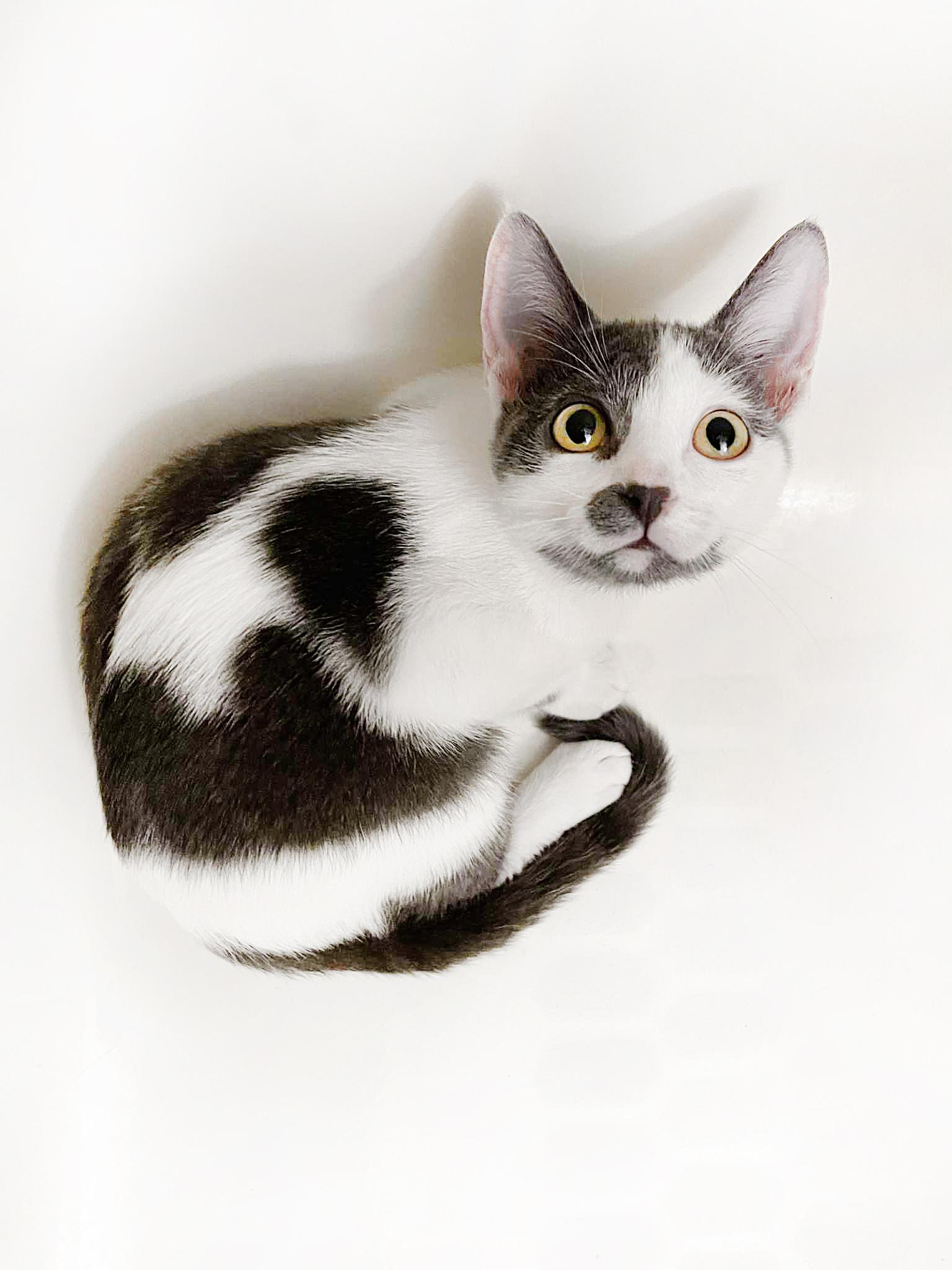 Maple Syrup, Adopted, Young Female Domestic Short Hair.