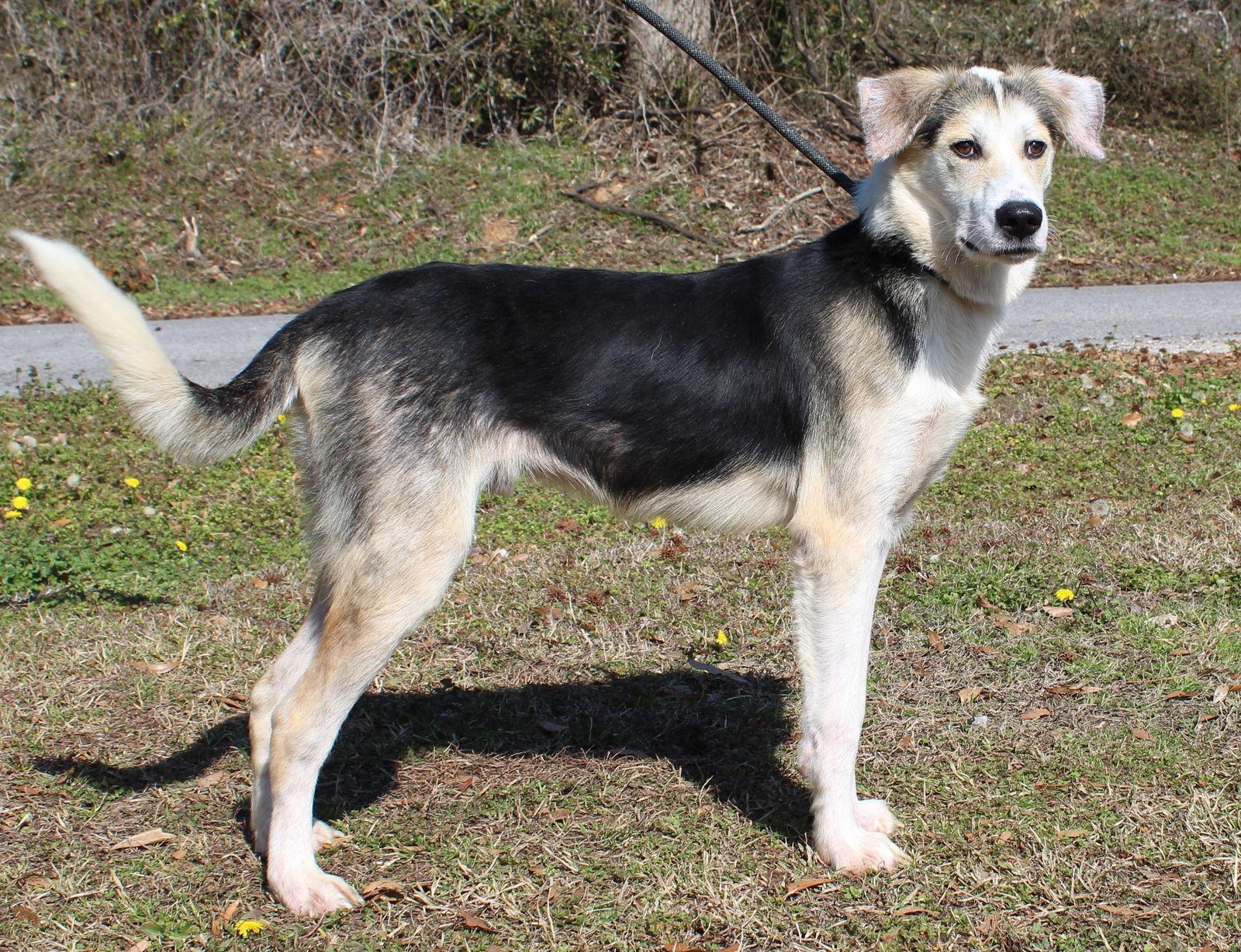 Joker 43045, Adoptable, Young Male Shepherd & Husky.