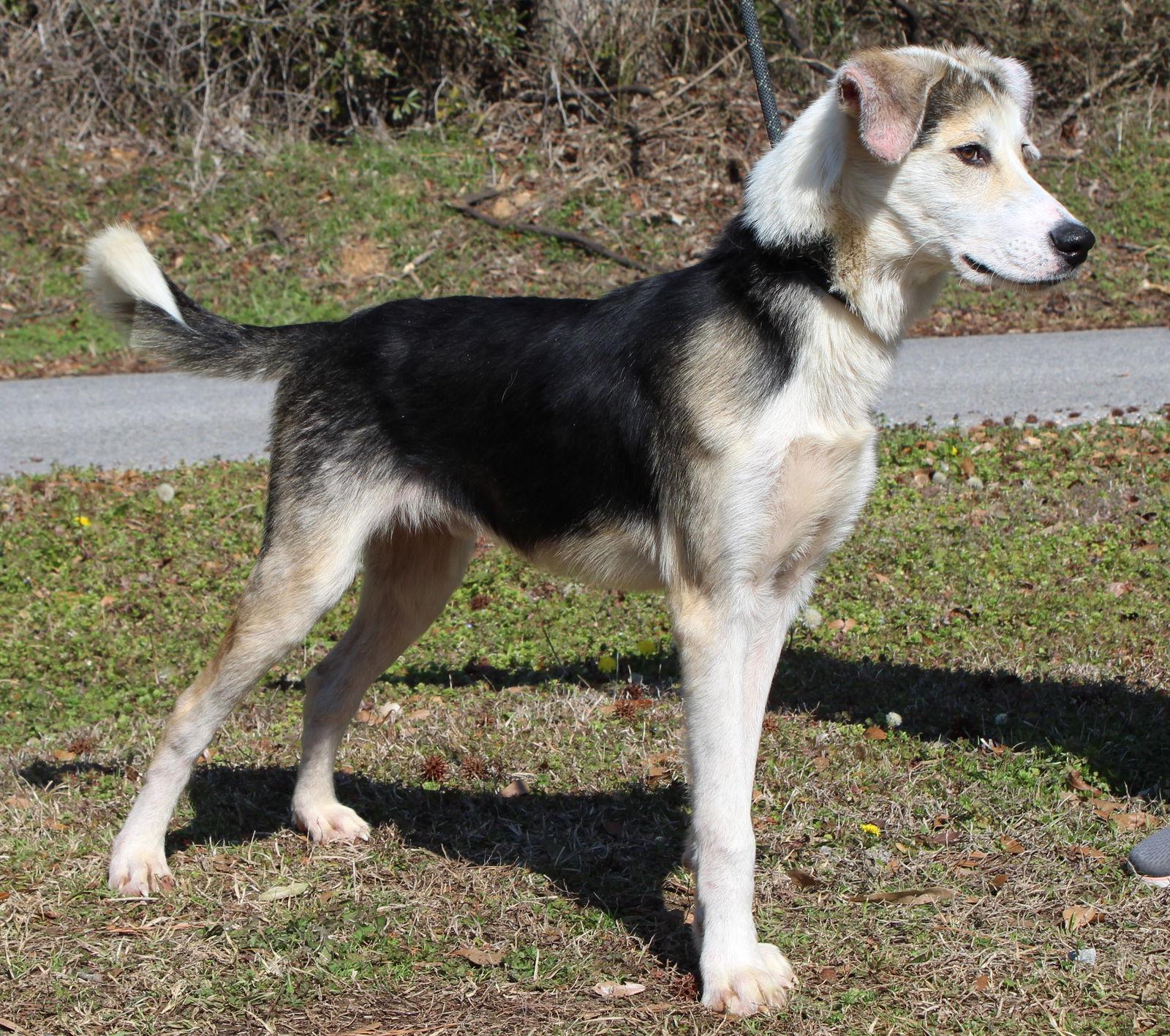 Enlarge Joker 43045, a Adoptable mixed breed in Prattville, AL image 2/3