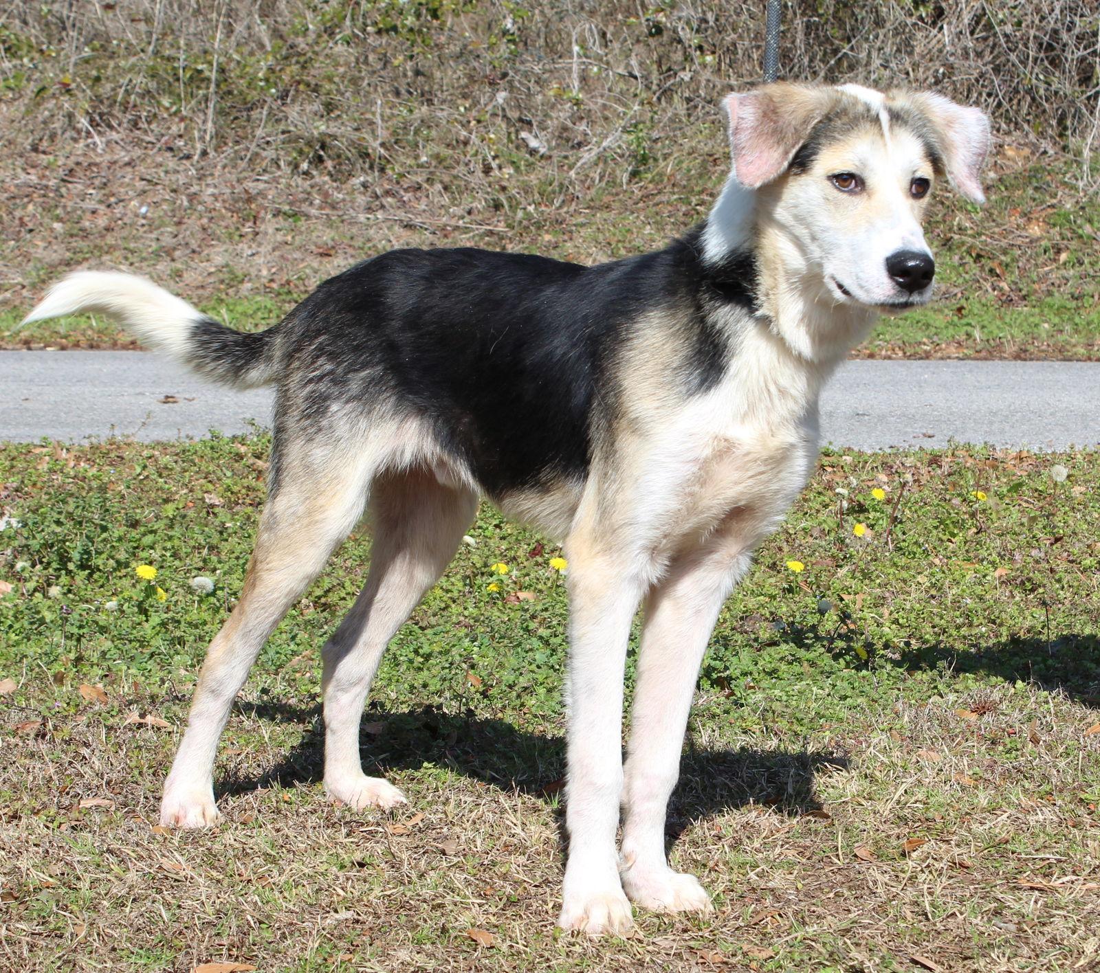 Enlarge Joker 43045, a Adoptable mixed breed in Prattville, AL image 3/3