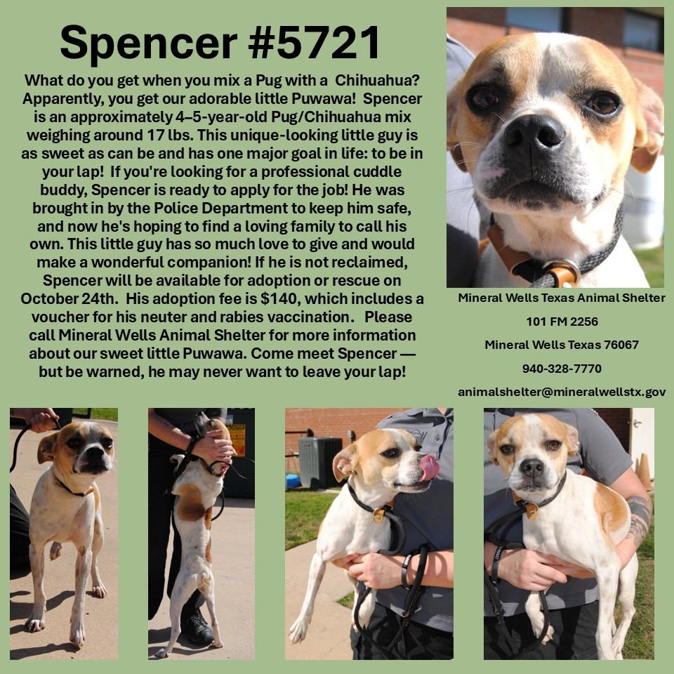 5721 Spencer, Adoptable, Adult Male Pug & Beagle.