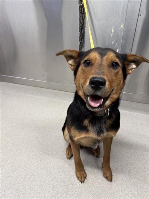 BAZE, Adoptable, Adult Female Australian Cattle Dog / Blue Heeler & Mixed Breed.