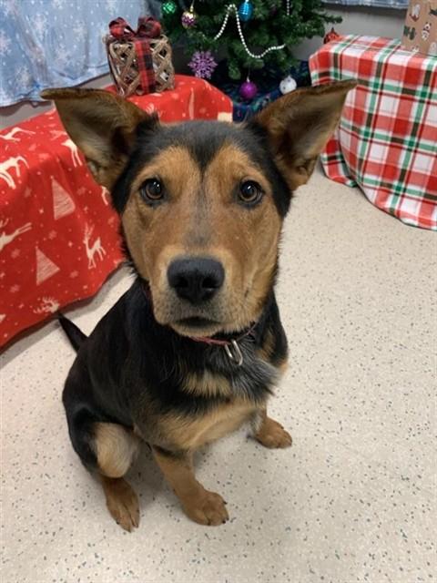BAZE, Adoptable, Adult Female Australian Cattle Dog / Blue Heeler & Mixed Breed.