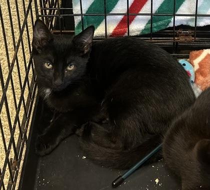 Enlarge Vega, a Adoptable Domestic Short Hair in Anderson, IN image 2/2