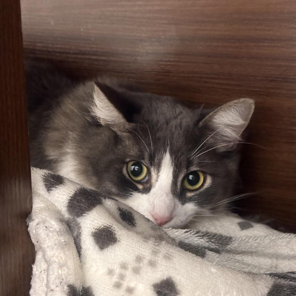 Enlarge Silver, a Adoptable Domestic Medium Hair in Boston, MA image 1/6