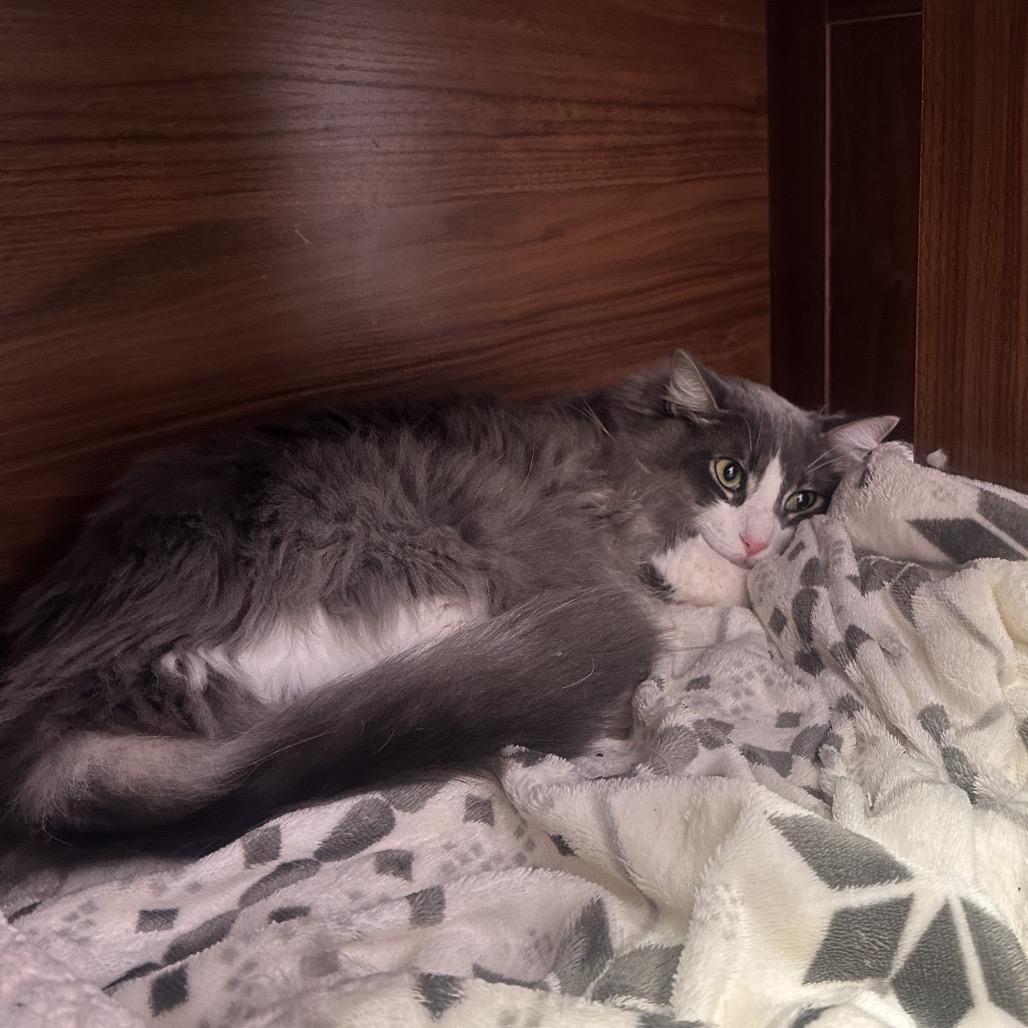 Enlarge Silver, a Adoptable Domestic Medium Hair in Boston, MA image 2/6