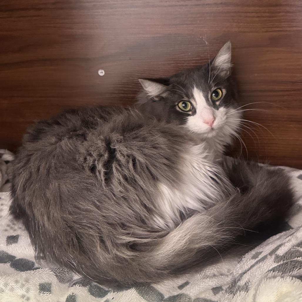 Enlarge Silver, a Adoptable Domestic Medium Hair in Boston, MA image 3/6