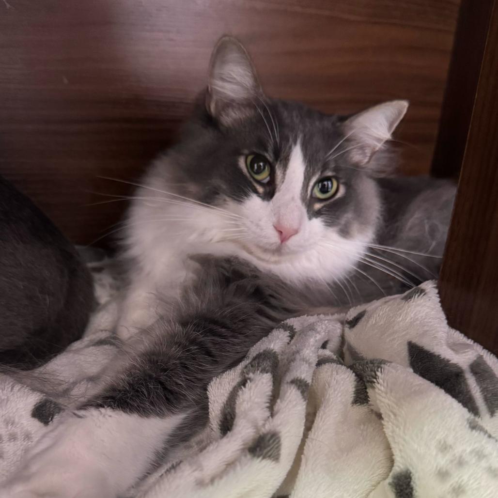 Enlarge Silver, a Adoptable Domestic Medium Hair in Boston, MA image 4/6
