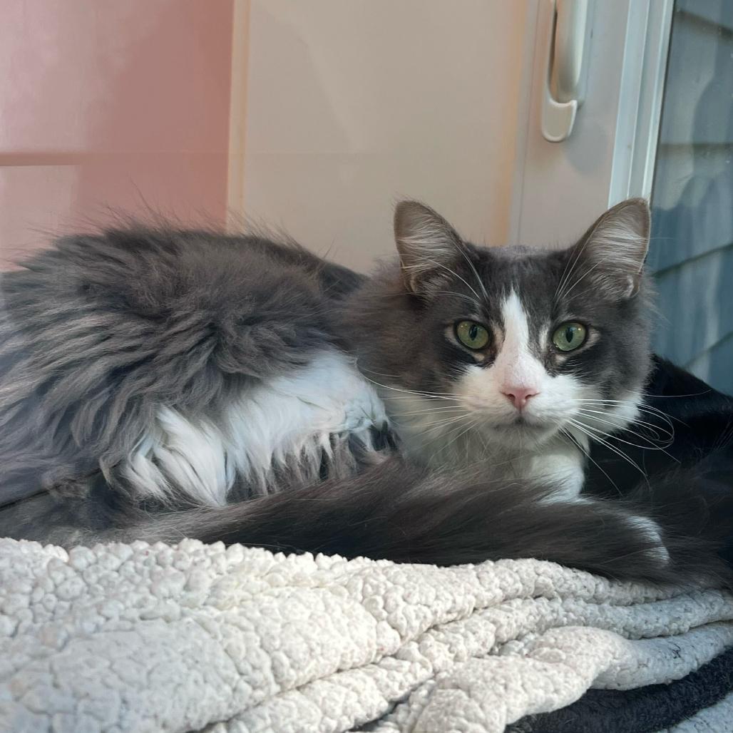 Enlarge Silver, a Adoptable Domestic Medium Hair in Boston, MA image 6/6