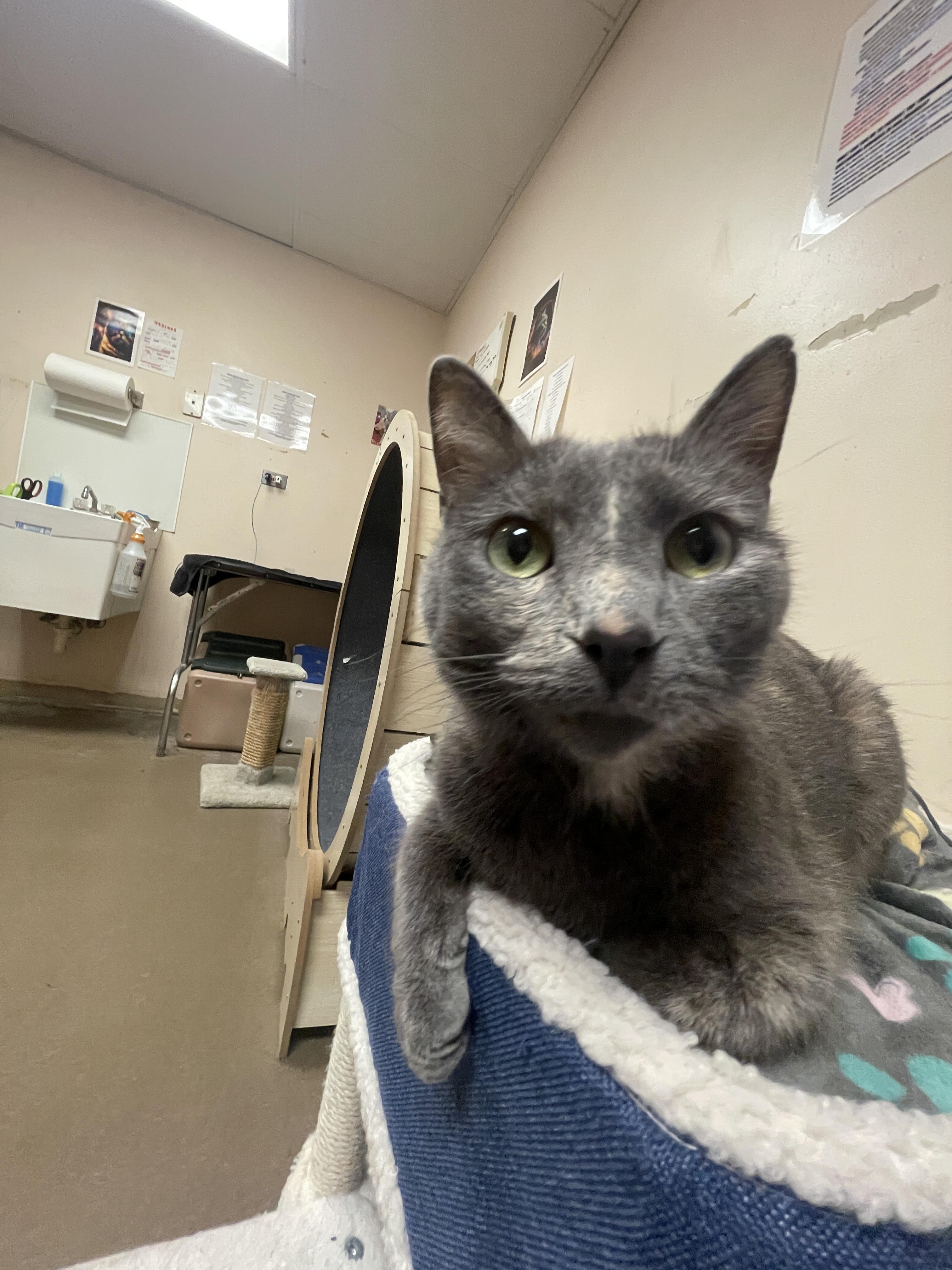 Enlarge Rainbow, a ADOPTABLE Domestic Short Hair in Steger, IL image 6/6