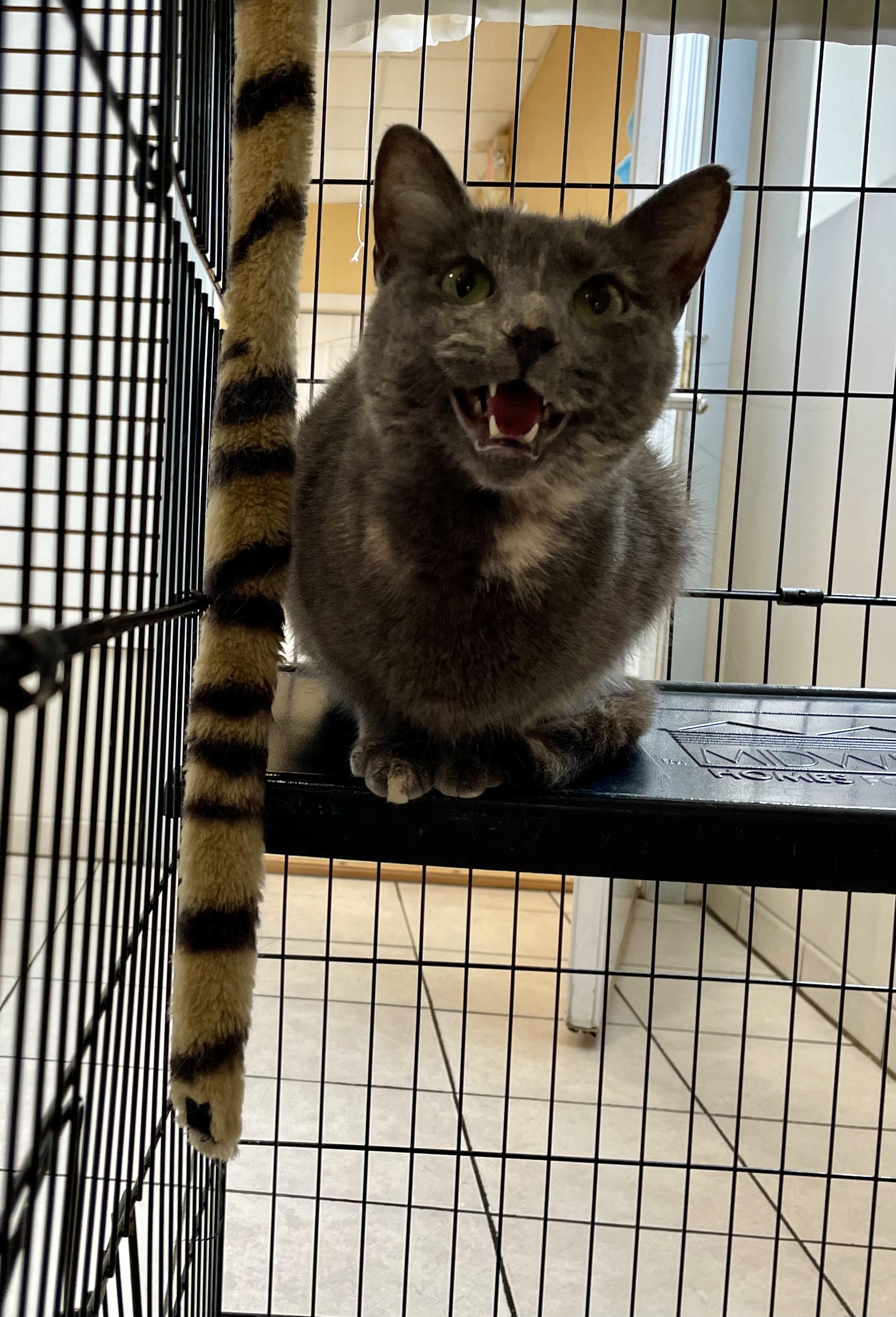 Enlarge Rainbow, a ADOPTABLE Domestic Short Hair in Steger, IL image 3/6