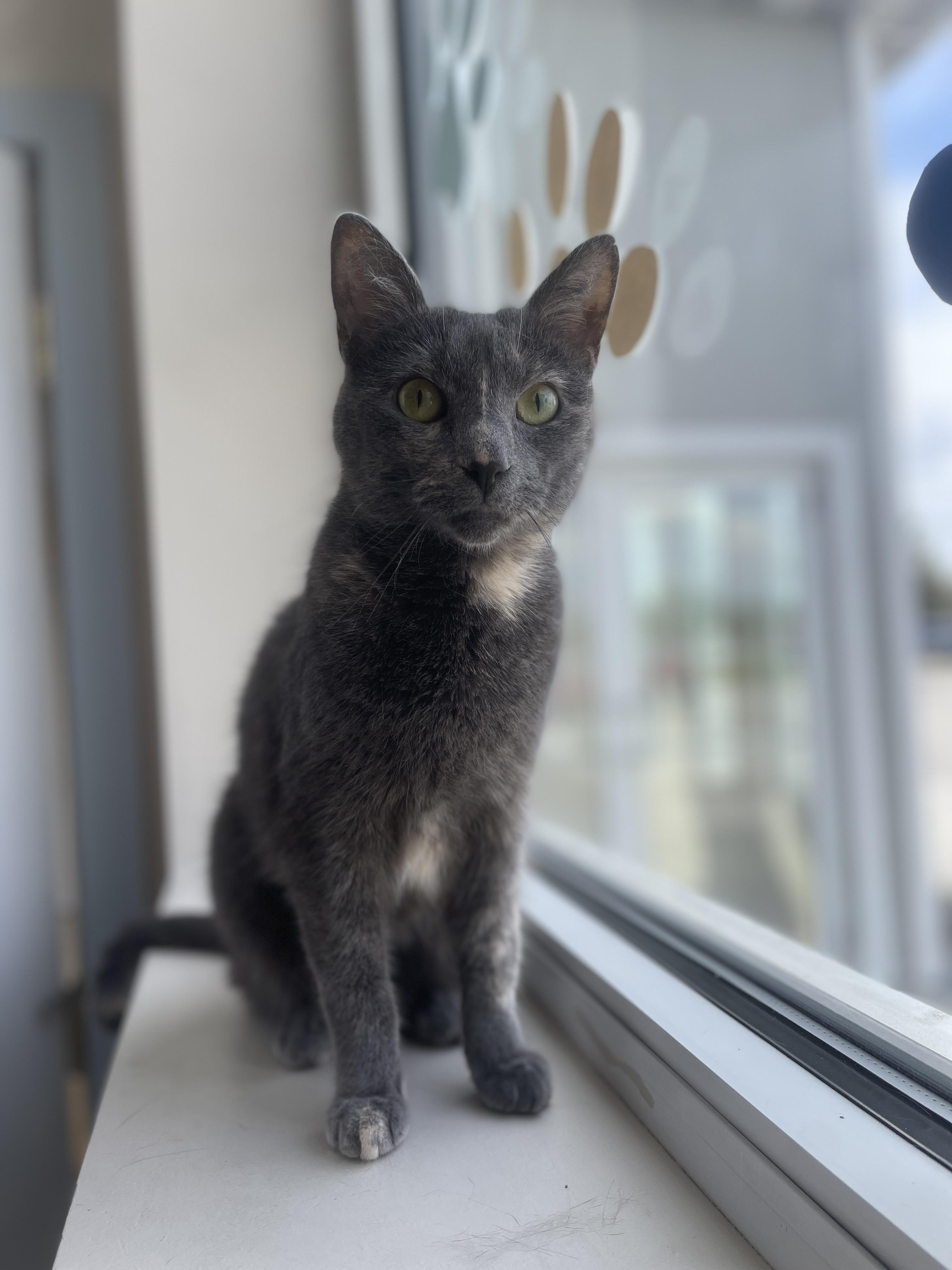 Enlarge Rainbow, a ADOPTABLE Domestic Short Hair in Steger, IL image 4/6