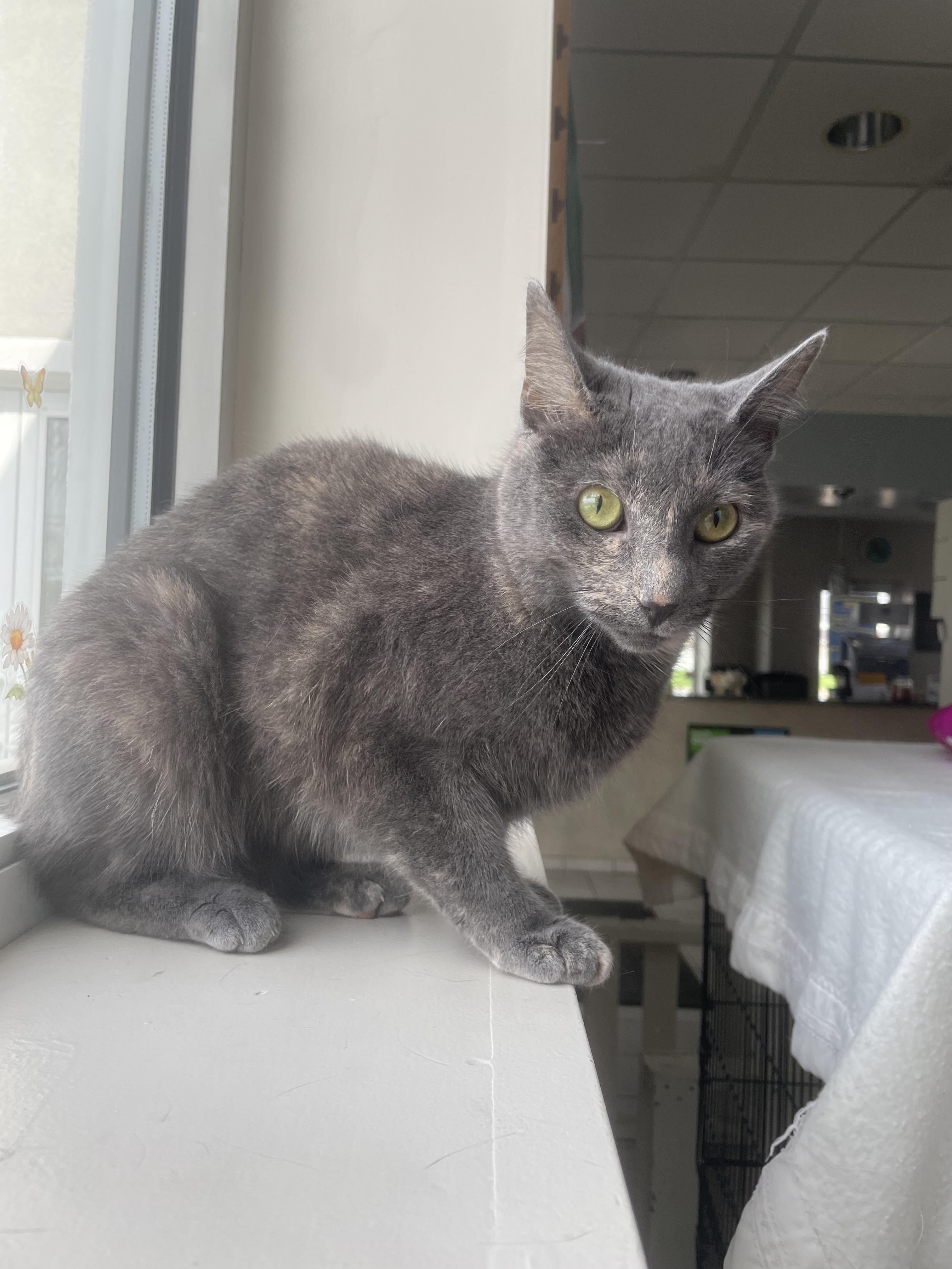 Enlarge Rainbow, a ADOPTABLE Domestic Short Hair in Steger, IL image 2/6