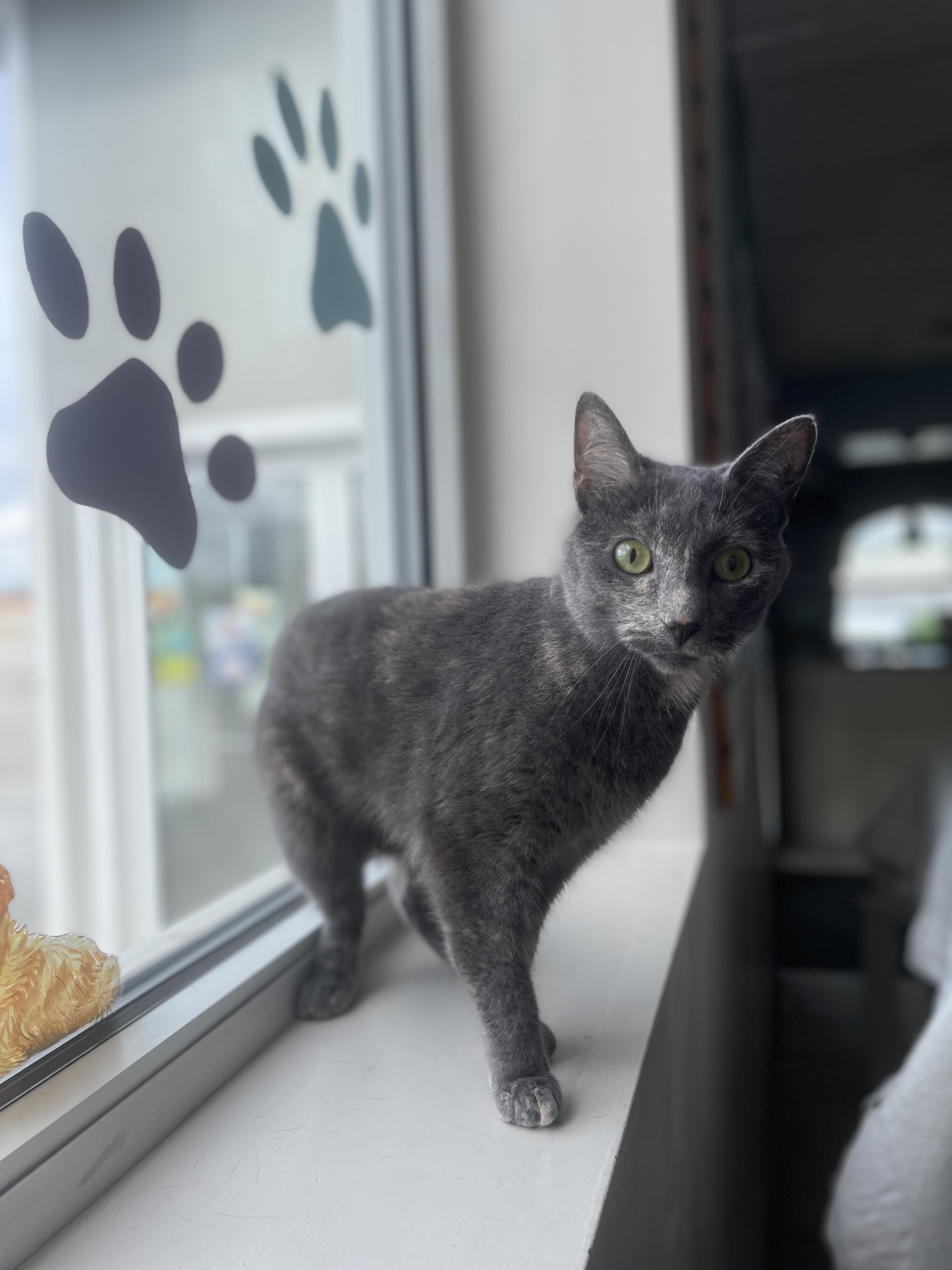 Enlarge Rainbow, a ADOPTABLE Domestic Short Hair in Steger, IL image 5/6