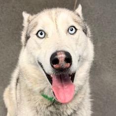 Nuka, Adoptable, Adult Male Husky.