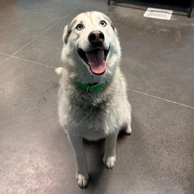 Enlarge Nuka, a Adoptable Husky in Idaho Falls, ID image 2/6