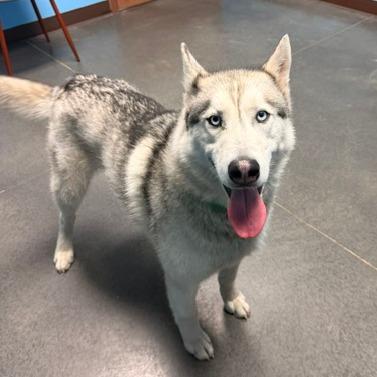 Enlarge Nuka, a Adoptable Husky in Idaho Falls, ID image 3/6