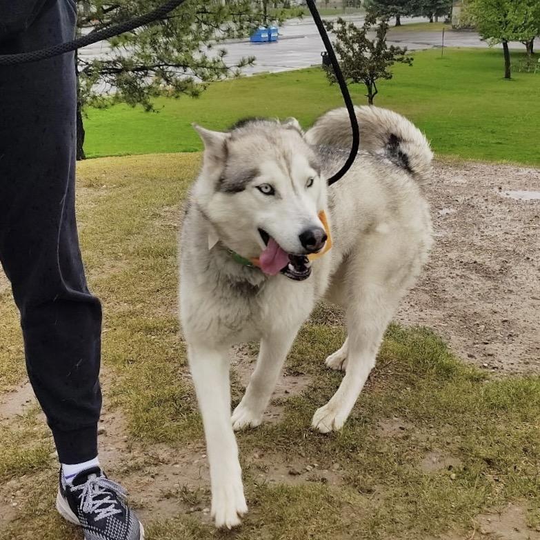 Enlarge Nuka, a Adoptable Husky in Idaho Falls, ID image 4/6