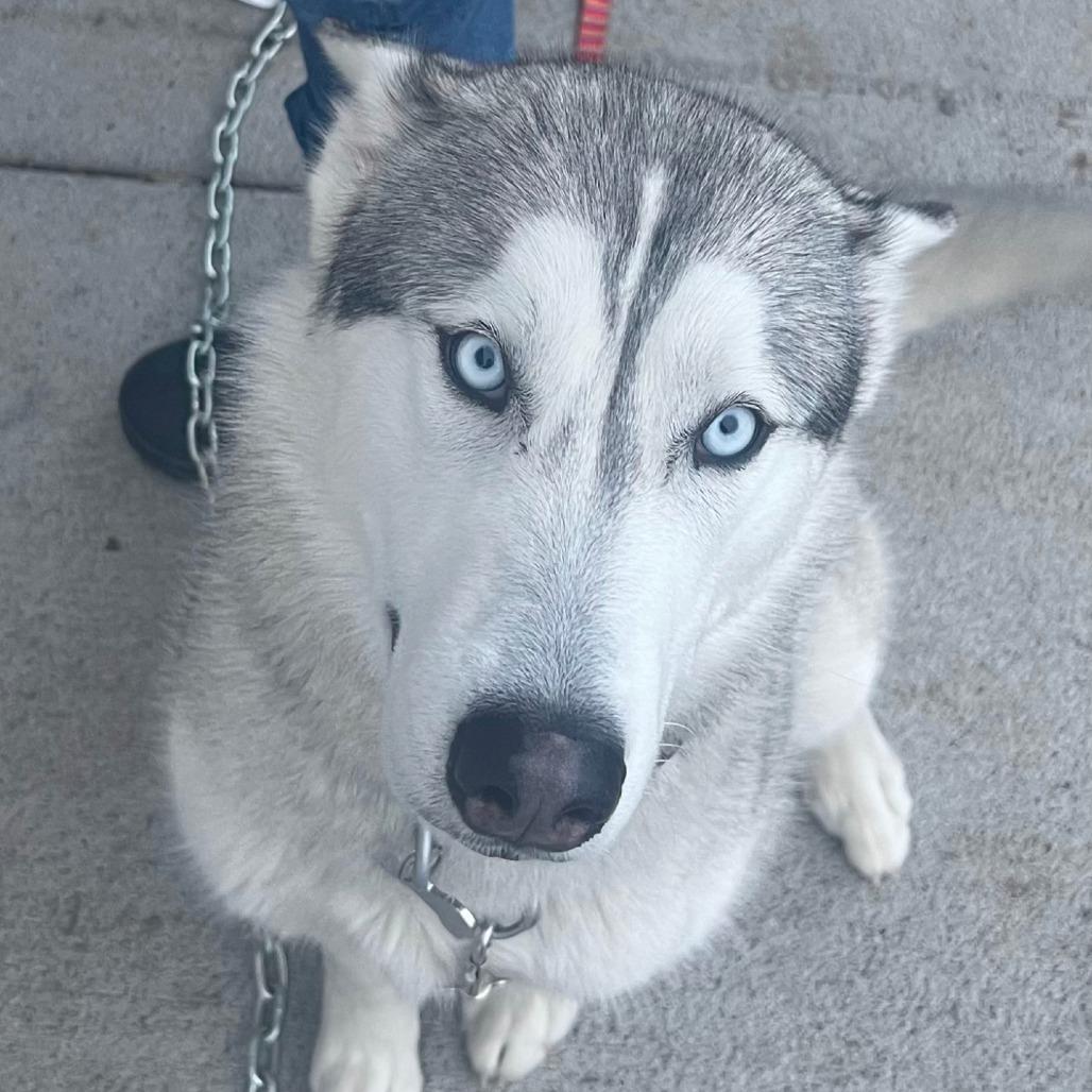 Enlarge Nuka, a Adoptable Husky in Idaho Falls, ID image 5/6