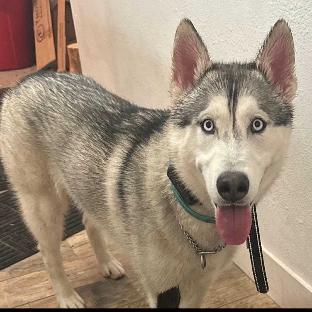 Enlarge Nuka, a Adoptable Husky in Idaho Falls, ID image 6/6