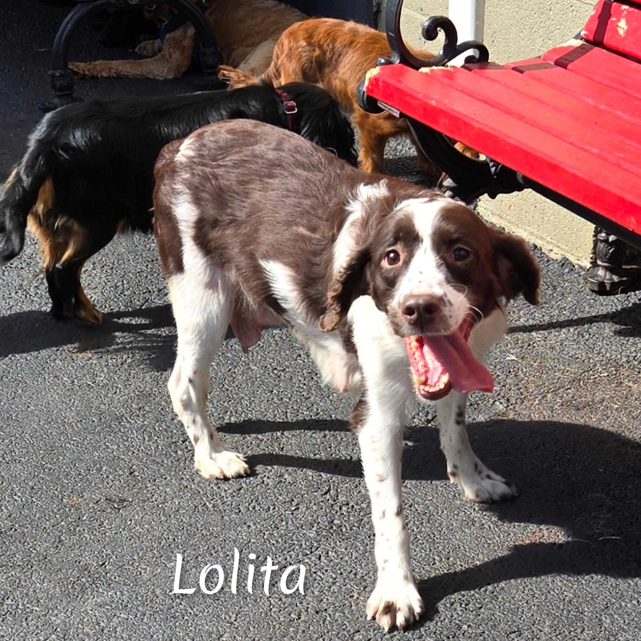 Lolita, a Adoptable English Springer Spaniel in Fredericksburg, VA image 1/5