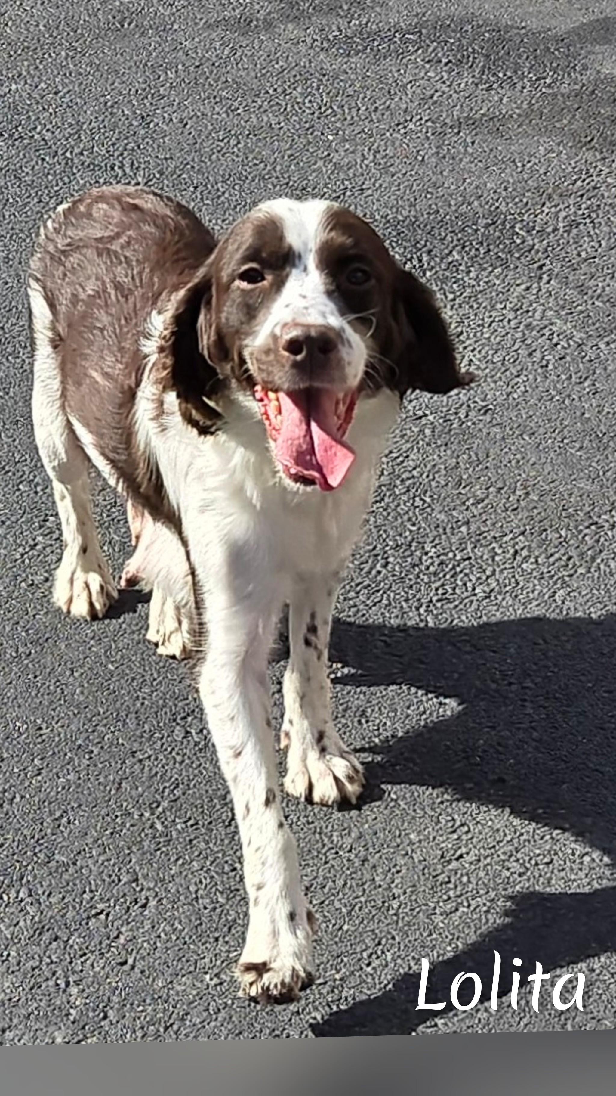 Lolita, a Adoptable English Springer Spaniel in Fredericksburg, VA image 2/5