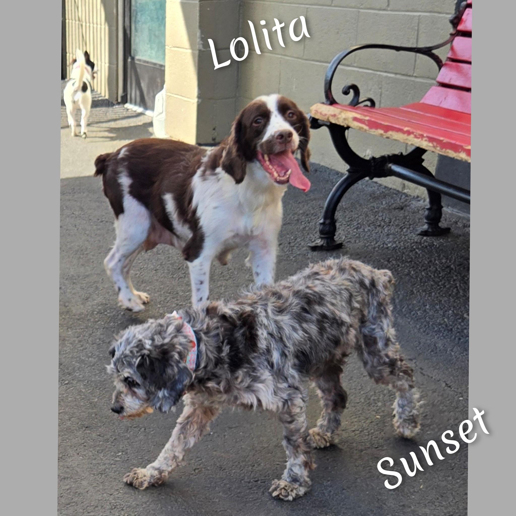 Lolita, a Adoptable English Springer Spaniel in Fredericksburg, VA image 4/5