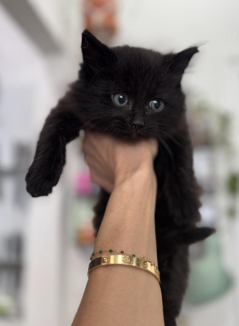 Baklava, adopted, Kitten Male Domestic Short Hair & Domestic Medium Hair.