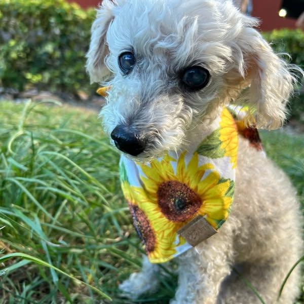 Pearl, Adopted, Senior Female Poodle.