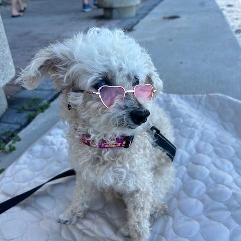 Enlarge Pearl, a Adopted mixed breed in Miami, FL image 2/4