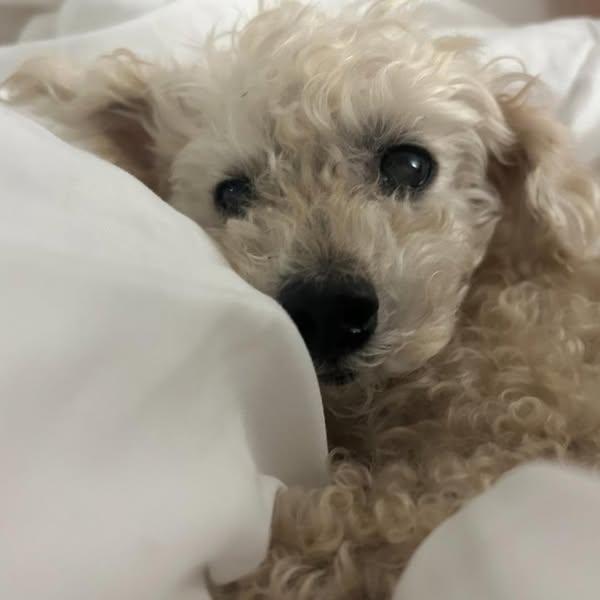 Enlarge Pearl, a Adopted mixed breed in Miami, FL image 3/4