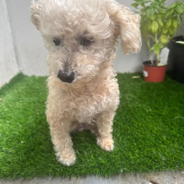 Enlarge Pearl, a Adopted mixed breed in Miami, FL image 4/4