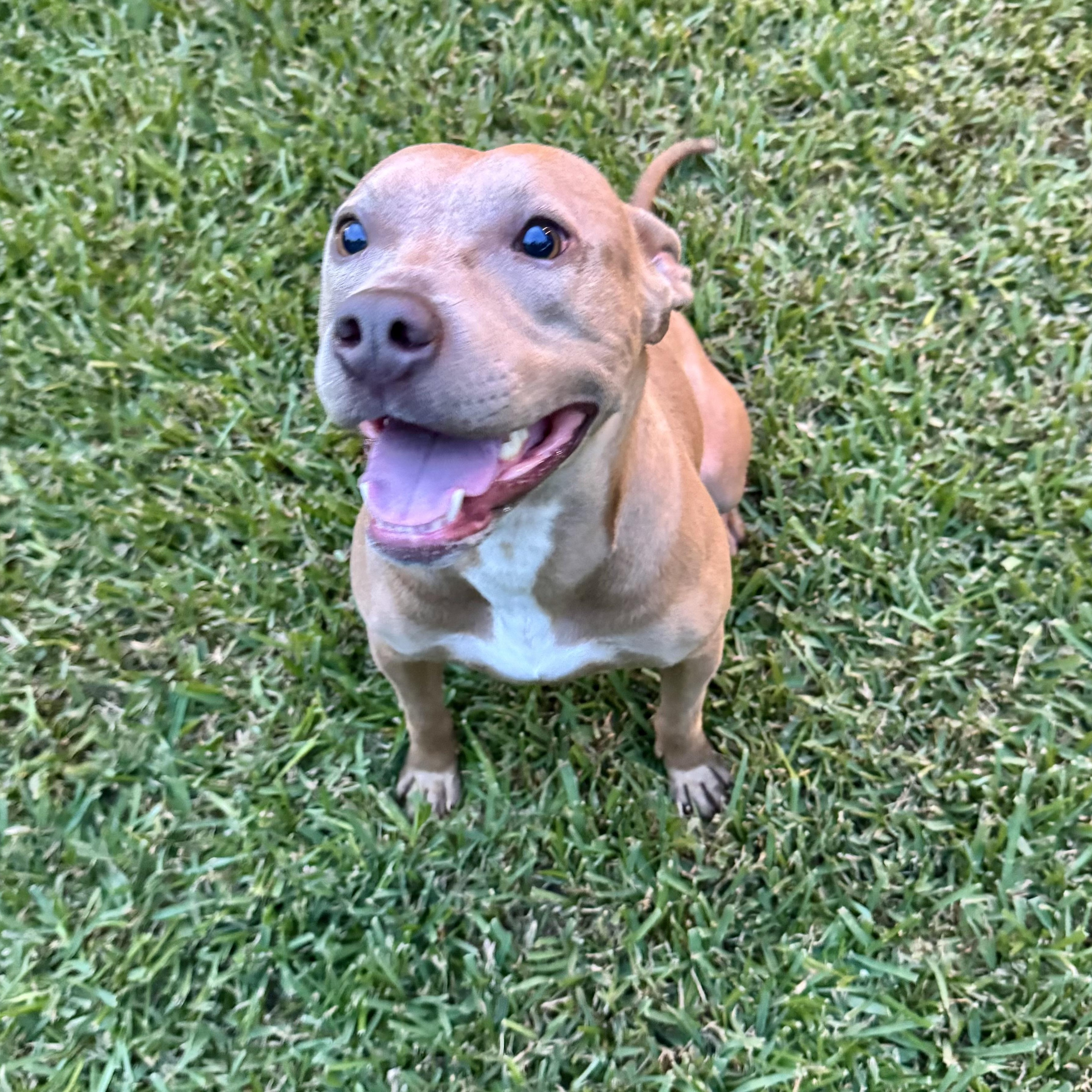 Enlarge Sadie, a Adoptable mixed breed in Albany, NY image 4/5