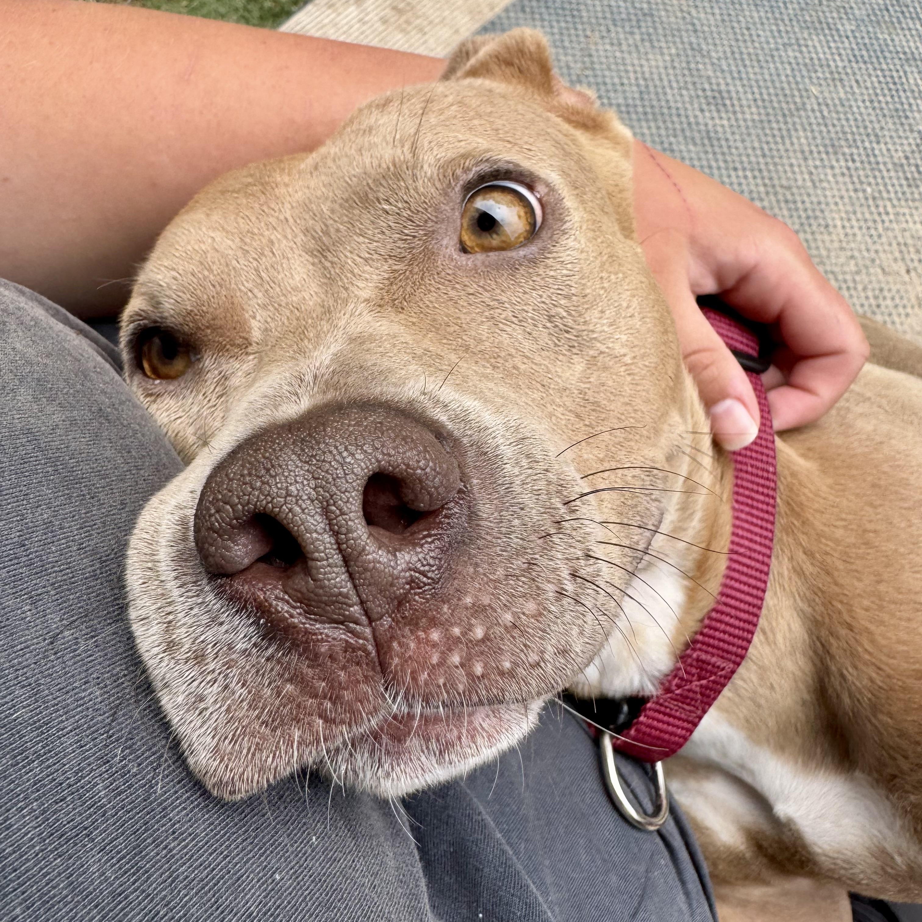 Enlarge Sadie, a Adoptable mixed breed in Albany, NY image 5/5