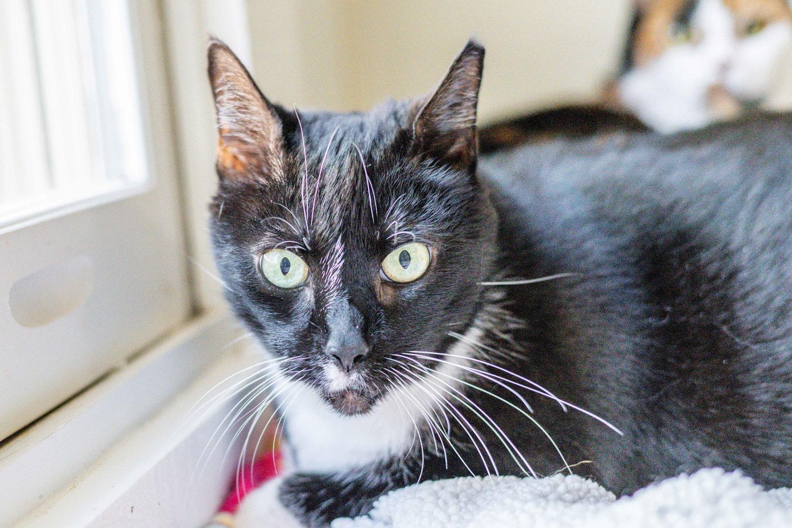 Bridgette, Adoptable, Senior Female Domestic Short Hair.