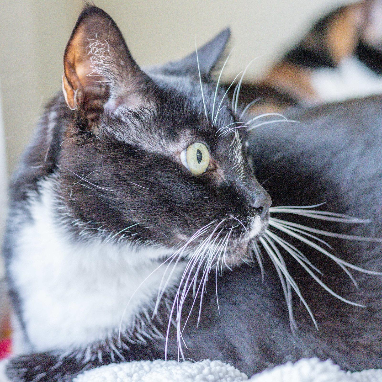 Enlarge Bridgette, a Adoptable Domestic Short Hair in Hilton Head Island, SC image 2/3