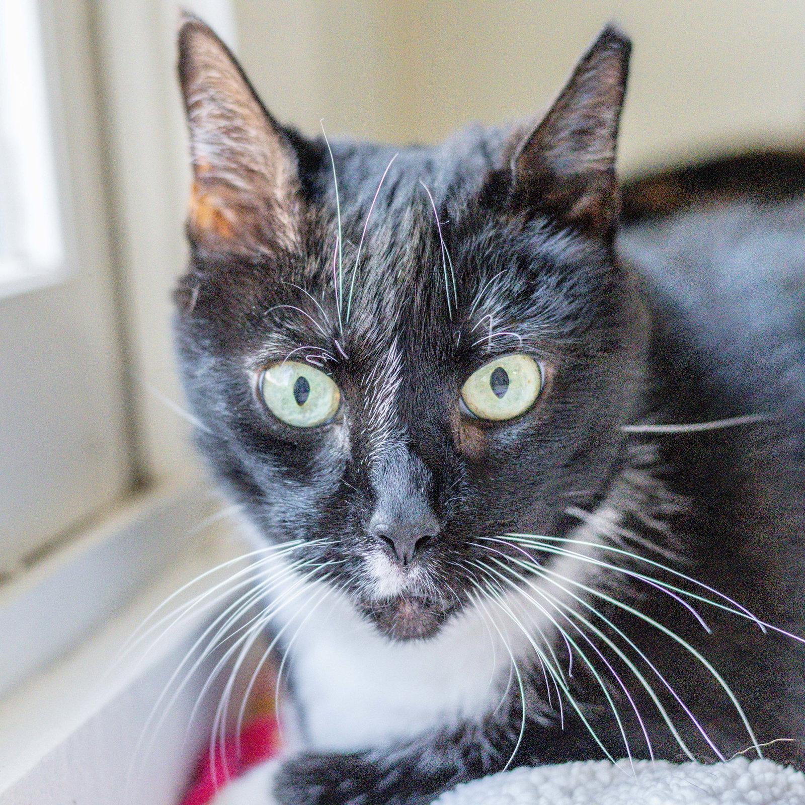 Enlarge Bridgette, a Adoptable Domestic Short Hair in Hilton Head Island, SC image 3/3