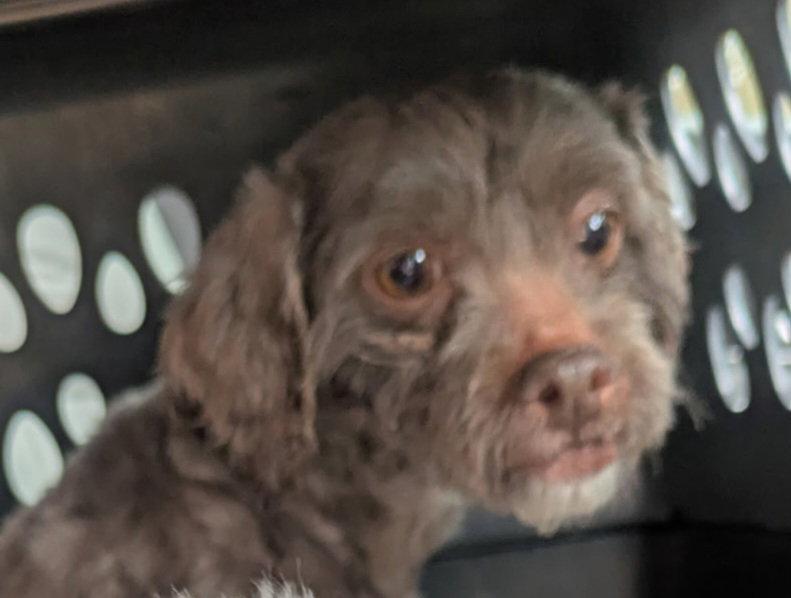 Violet-ARR, Adopted, Adult Female Shih Tzu & Poodle.